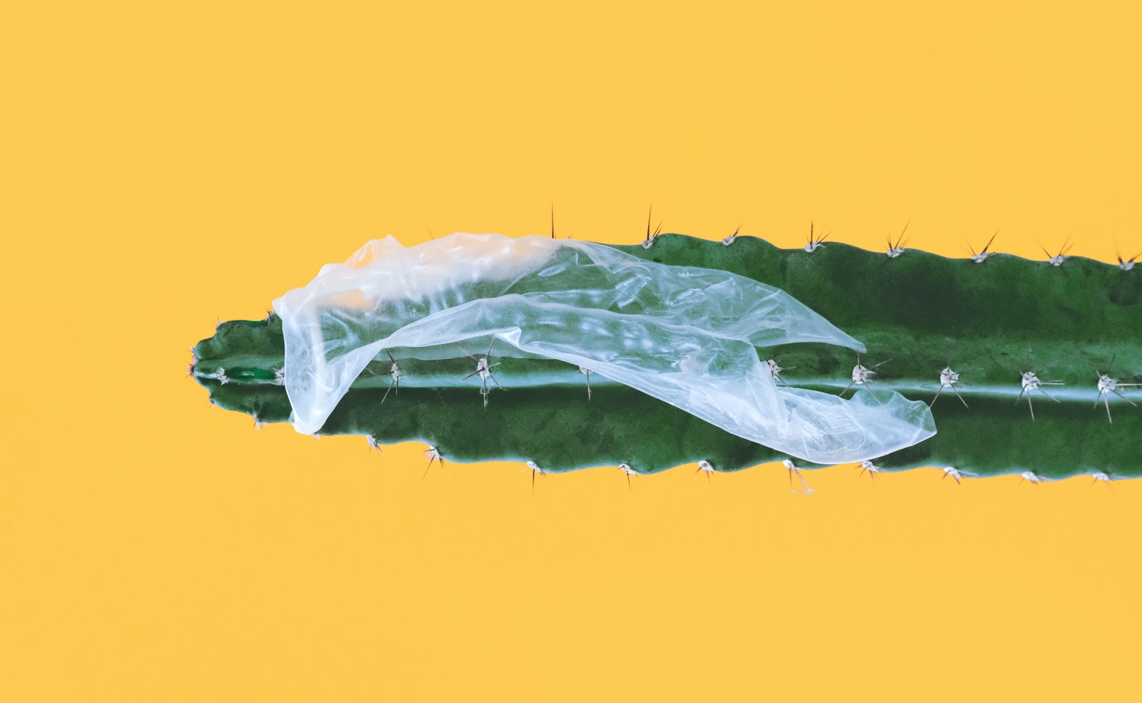 Rozbitý kondom nalepený na kaktusu